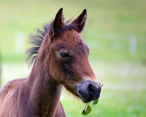 portrait d'un poulain de profil . © Richard