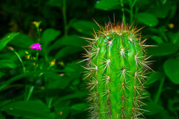 flower and cactus