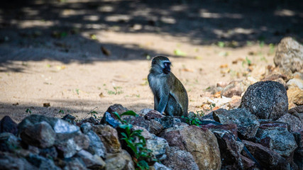 Affen in der Pumulani Lodge