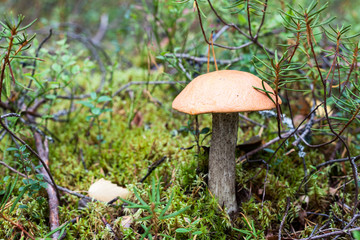 Red-capped scaber stalk growing in wetlands of Karelia, close up view