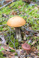 Close up view at orange birch bolete, mushrooms season in Karelia forest