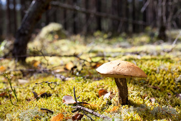 Growing birch boletus on sunny woodside with moss, Karelia