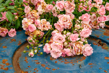 Obraz na płótnie Canvas Roses in a junk yard
