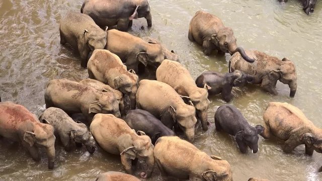 Herd of Asian elephants crossing river, stream, brook or creek. Family of large exotic animals walking at watering place. Wild species in natural habitat. Pinnawala Elephant Orphanage, Shi Lanka.