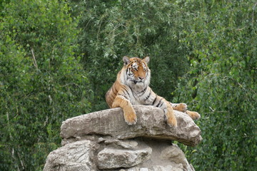 Tiger resting on a rock