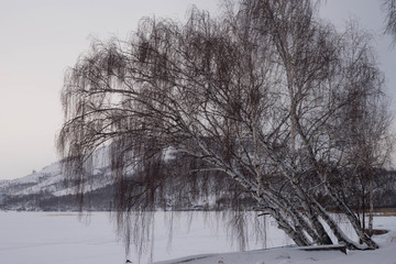 birch on the lake