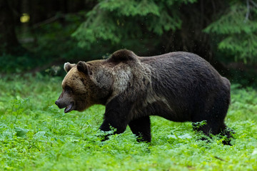 Brown bear in forest (Ursus arctos)