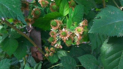 Green berries of garden BlackBerry on a Bush