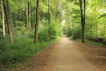 Fototapeta na wymiar Wanderweg im Münsterland