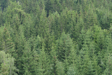 Fototapeta na wymiar czech spruce forests mountain view