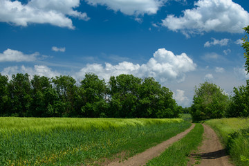 Fototapeta na wymiar Ground road in the wheaten field and beautiful cloudy. Spring landscape.