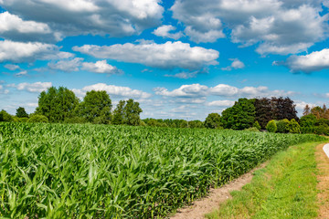 fresh green corn field