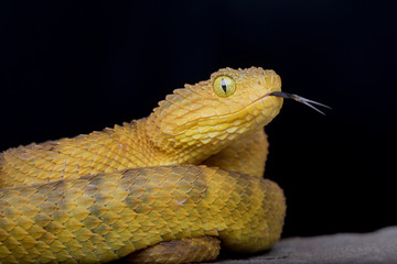 Venomous Bush Viper Snake (Atheris squamigera) with forked tongue on black background 
