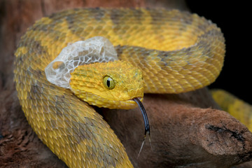 Shedding Venomous Bush Viper Snake (Atheris squamigera) with forked tongue