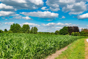 fresh green corn field