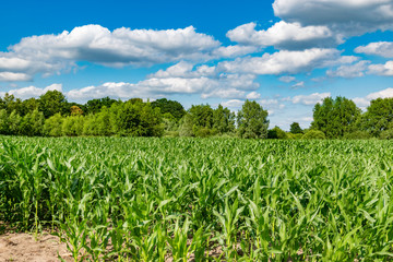 Fototapeta na wymiar fresh green corn field