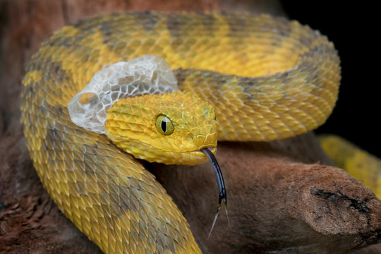 Shedding Venomous Bush Viper Snake (Atheris squamigera) with forked tongue