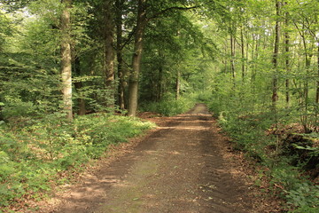 Wanderweg im Münsterland