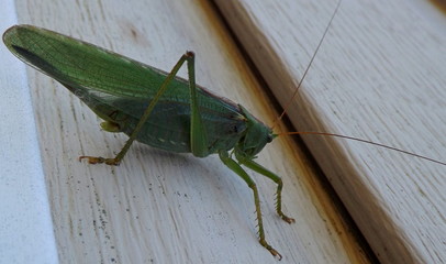 grasshopper on green background