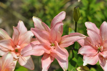 Pink lilies are blooming against the background of green leaves on a sunny summer day, raindrops on petals