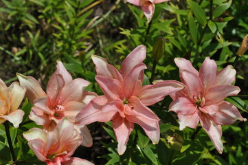 Pink lilies are blooming against the background of green leaves on a sunny summer day, raindrops on petals