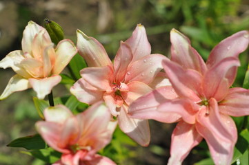 Pink lilies are blooming against the background of green leaves on a sunny summer day, raindrops on petals