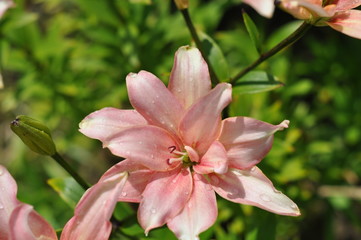 Pink lilies are blooming against the background of green leaves on a sunny summer day, raindrops on petals