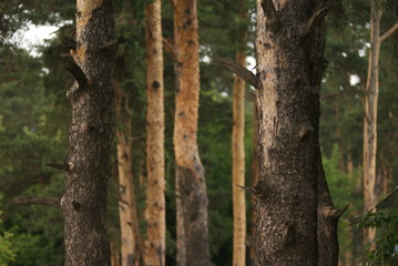Fototapeta premium pine