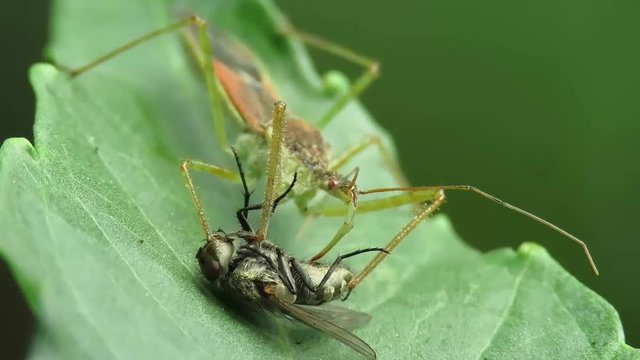 The spined assassin bug, hunter insect, prey eats caught macro video