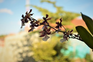 orquidea chocolate , Oncidium Sharry Baby