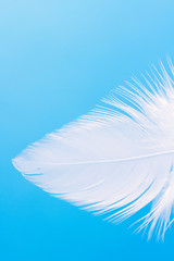 Fototapeta na wymiar Feather close-up macro on blue background