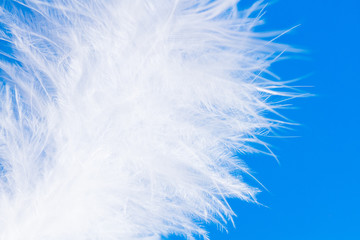 Fototapeta na wymiar Feather close-up macro on blue background