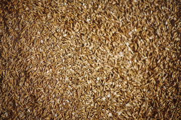  oats whole grains. picture on the wall