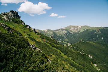 Fototapeta premium Green forest in the Carpathian mountains near Popivan Chornohirskiy