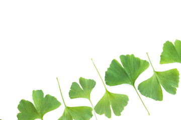 Green leaves of Ginkgo biloba plant isolated on white background. Medicinal leaves of the relic tree Gingko.