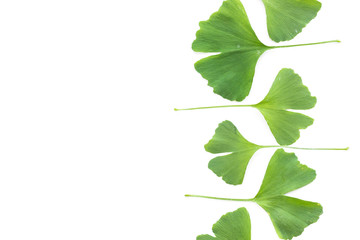 Green leaves of Ginkgo biloba plant isolated on white background. Medicinal leaves of the relic tree Gingko.