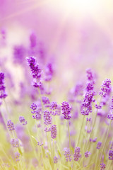 Sunset over a violet lavender field in Provence, France. Lavendin bushes closeup.