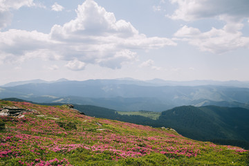 Green forest in the Carpathian mountains near Popivan Chornohirskiy