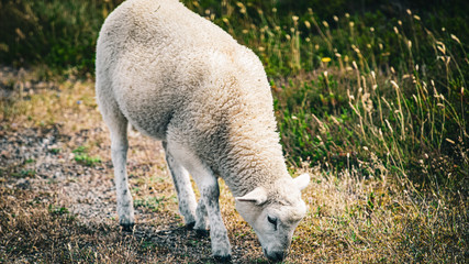 Schaf Tier Fell Bauernhof Gras