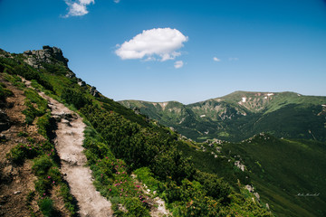 Fototapeta na wymiar Green forest in the Carpathian mountains near Popivan Chornohirskiy