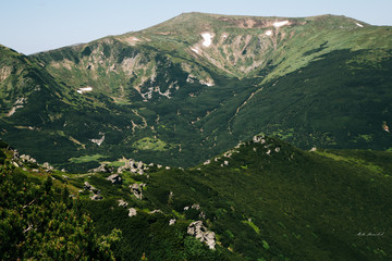 Green forest in the Carpathian mountains near Popivan Chornohirskiy