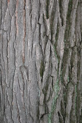 bark of a tree