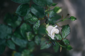 Macro rose is very beautiful
