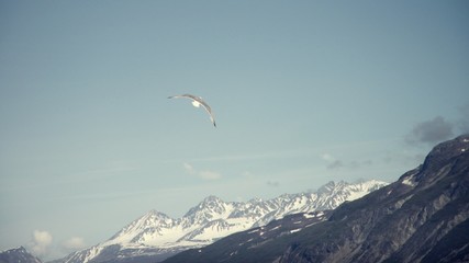 Seagulls soaring in the sky over mountains in Alaska 