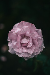 Macro rose is very beautiful