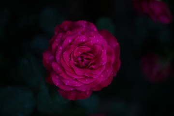 Macro rose is very beautiful