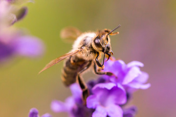 Pollination with bee and lavender during sunshine, sunny lavender