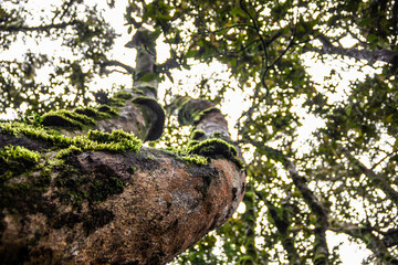 Fototapeta premium árbol y moho