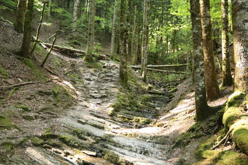 Selva Irati, bosque, Árbol, puente, piedra, lago, rio