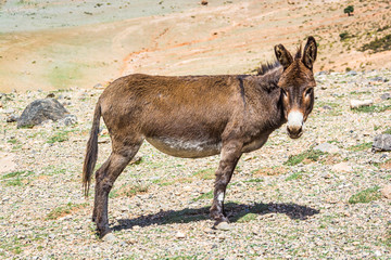 Brown donkey in moroccan mountains near Midelt in Cirque du Jaffar
